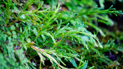 Selaginella kraussiana (Krauss' spikemoss, Krauss's clubmoss, African clubmoss). Selaginella kraussiana is a species of vascular plant in the family Selaginellaceae