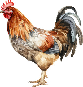 recommend clip art: Chicken clipart design illustration