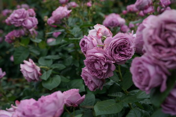 Light Purple Flower of Roses 'Kinda Blue' in Full Bloom
