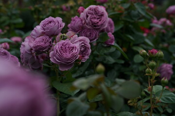 Light Purple Flower of Roses 'Kinda Blue' in Full Bloom
