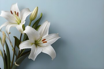 White lilies with light blue background