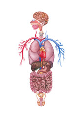 Detailed watercolor illustration of a male human internal organs and cardiovascular system