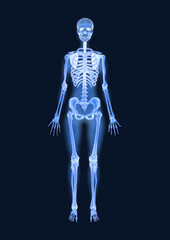 Realistic watercolor x-ray illustration of a human skeleton isolated on a dark background