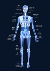 Realistic watercolor x-ray illustration of a human skeleton isolated on a dark background