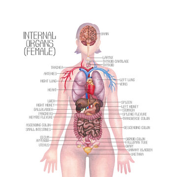 Detailed watercolor illustration of a female human internal organs and cardiovascular system