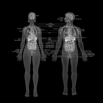 human anatomy diagram, transparent, black background clip art preview