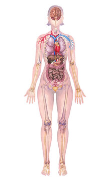 Detailed watercolor illustration of a male human internal organs, skeletal and cardiovascular system
