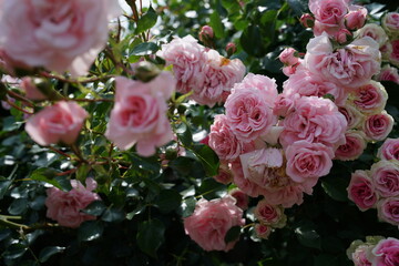 Light Pink Flower of Roses 'Home & Garden' in Full Bloom
