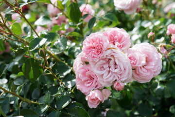 Light Pink Flower of Roses 'Home & Garden' in Full Bloom
