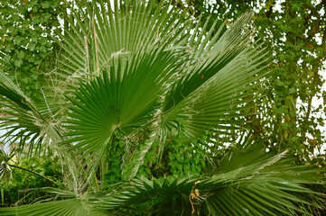Palm leaves close-up. background of green palm leaves. Tropical tree leaves.