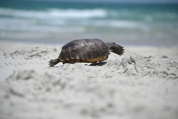 A gopher tortoise walks along the sandy beach looking for shelter from the midday sun at Ponce Inlet, Florida. 