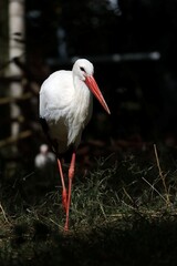 歩くシュバシコウのポートレート