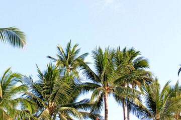The image captures the beauty of green palm trees under a clear blue sky in a tropical paradise