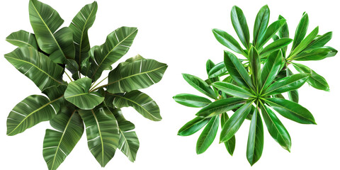 Tropical Plant Set from Top View Isolated on Transparent or White Background, PNG