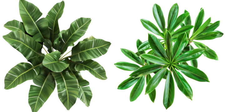 Tropical Plant Set from Top View Isolated on Transparent or White Background, PNG