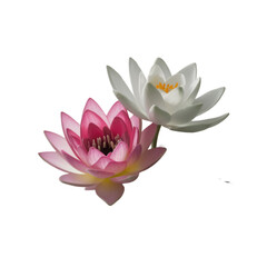 lotus and water lily with transparent background