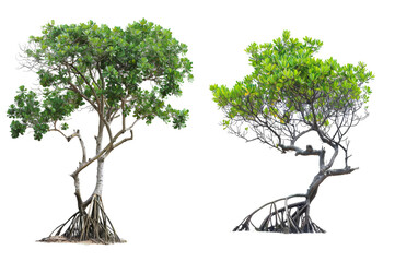 Mangrove Tree Set View Isolated on Transparent or White Background, PNG