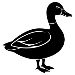 duck isolated on white