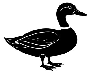 duck isolated on white background