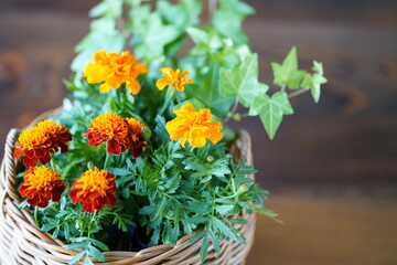 マリーゴールド, 籠, かご, 綺麗, 可愛い, 花, 葉, アイビー, ヘデラ, 蔦, 植物, 黄色, フラワー, 花びら, バスケット, フラワーアレンジメント, 明るい, カゴ, ガーデニング, 園芸, かわいい, 春, 夏, テーブル, 木, 木製, 寄せ植え, ナチュラル, 屋内, 雑貨, 育てる