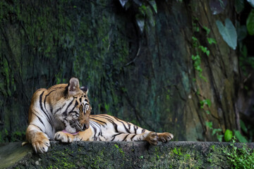 Close up Indochinese tiger is beautiful animal and dangerous in forest