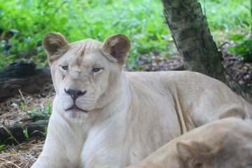 The female white lion is stay in garden