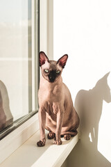 Hairless cat of the Canadian Sphynx breed sits on the windowsill in the sun