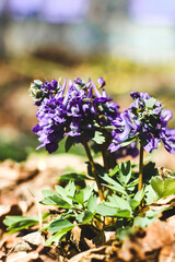 Close-up corydalis;   in the botanical garden