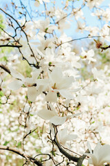 White magnolia flower close-up in botanical garden