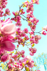 Pink magnolia flower close-up in botanical garden