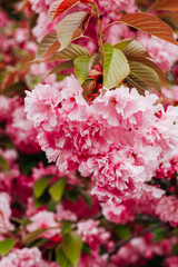 Blooming pink sakura close-up, floral background