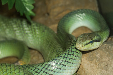 Close up head red tailed rat snake in garden