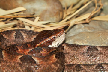 Close up Head Malayan pit viper snake is rest