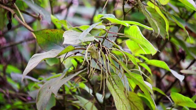 Sirih hutan (sirihan, piper aduncum, spiked pepper, spiked pepper, matico). This plant was used for stopping hemorrhages and treating ulcers