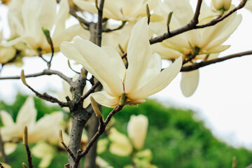 Yellow magnolia flower close-up in botanical garden