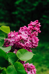Fototapeta premium Pink lilac flower close-up in botanical garden