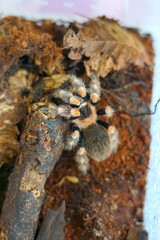 The Brachypelma boehmei tarantula is venomous and can paralyze prey