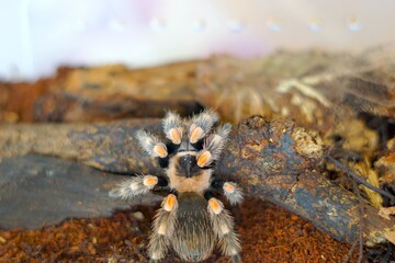 The Brachypelma boehmei tarantula is venomous and can paralyze prey