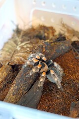 The Brachypelma boehmei tarantula is venomous and can paralyze prey