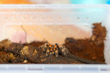 The Brachypelma boehmei tarantula is venomous and can paralyze prey