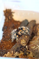 The Brachypelma boehmei tarantula is venomous and can paralyze prey