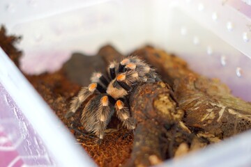 The Brachypelma boehmei tarantula is venomous and can paralyze prey