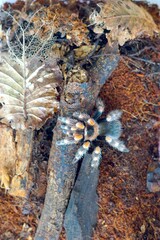 The Brachypelma boehmei tarantula is venomous and can paralyze prey