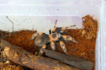 The Brachypelma boehmei tarantula is venomous and can paralyze prey
