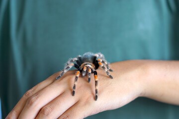 Obraz premium Holding Brachypelma boehmi tarantula by hand