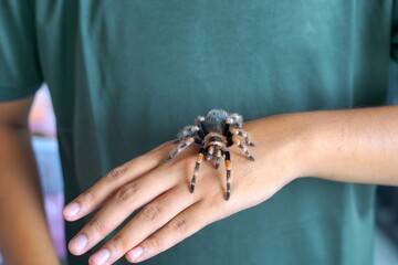 Obraz premium Holding Brachypelma boehmi tarantula by hand