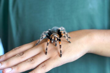 Holding Brachypelma boehmi tarantula by hand