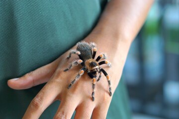 Holding Brachypelma boehmi tarantula by hand