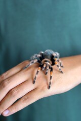 Holding Brachypelma boehmi tarantula by hand