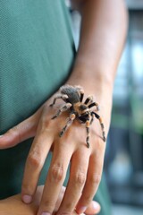 Holding Brachypelma boehmi tarantula by hand